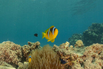 Clown-fish Anemone fish in the Red Sea Colorful and beautiful, Eilat Israel
