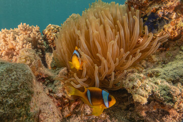 Clown-fish Anemone fish in the Red Sea Colorful and beautiful, Eilat Israel
