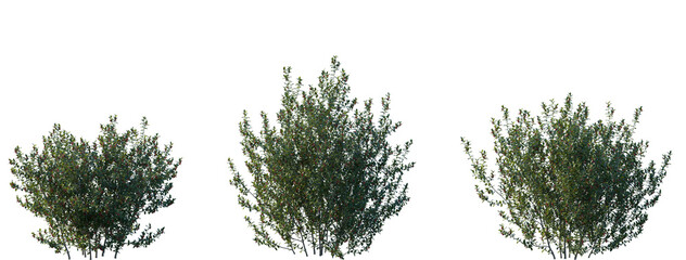 Wall Mural - set of ilex aquifolium (the holly, common holly, english holly, european holly, christmas holly) fro
