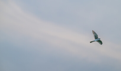 american kestrel flying against a blue sky with white clouds.