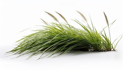 Poster - ornamental grass plant isolated on white background