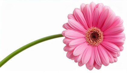 Wall Mural - blooming beautiful pink flower gerbera isolated on transparent background