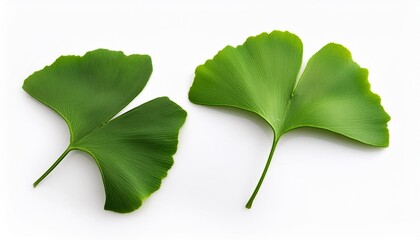 Poster - ginkgo biloba leaves isolated on a white background