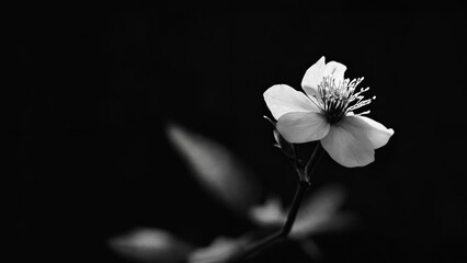 A black and white portrait of a single blossom with dark background, widescreen 16:9, 300 dpi, with space for text