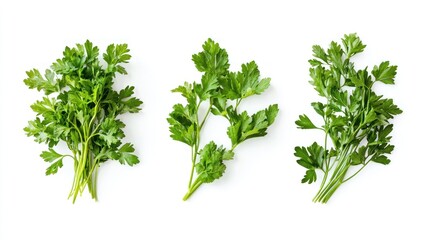 Three Sprigs of Fresh Parsley on White Background