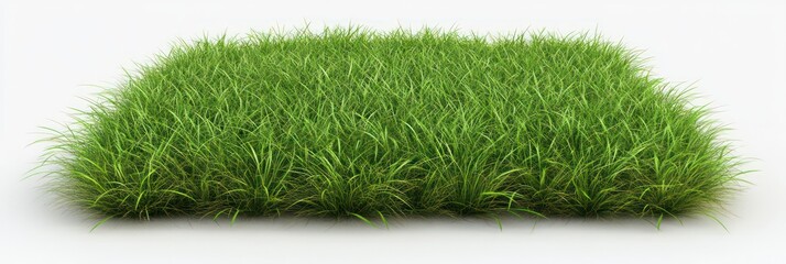 Wall Mural - square of fluffy green spring grass on a white background