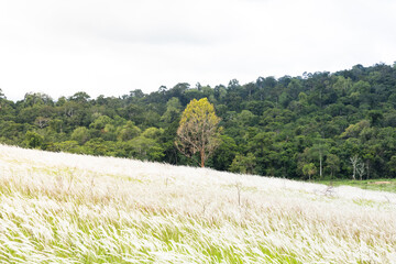 Beautiful summer natural pastoral landscape with flowering field of in grass in rays of sunlight. Background prairie and forest in the Thailand