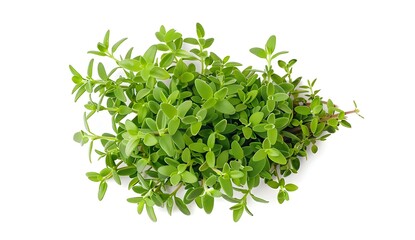 Wall Mural - Fresh Thyme Sprigs Isolated on White