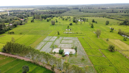 Green Paddy Field Ariel View in Thailand.,Aerial view of rice fields. Bird eye view of rice field.