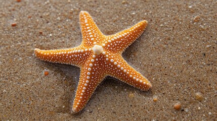 Canvas Print - starfish on a beach sand 