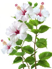 Wall Mural - Elegant white hibiscus flowers with vibrant red centers and lush green leaves on white background, perfect for botanical studies