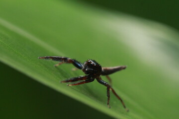 Close-up of a jumping spider poised on a vibrant green leaf, showcasing nature’s intricate details.