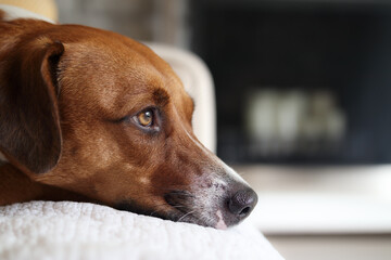 Dog resting on sofa with defocused living room. Dog head close up. Side view of cute puppy dog looking at something. Exhausted, sad or depressed body language. Female Harrier mix. Selective focus.