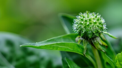  A tight shot of a green flower, adorned with water droplets on its petals In the backdrop, verdant leaves unfurl