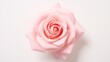 © Qstock - Beautiful Pink Rose Close-Up, Delicate Soft Petals, Romantic Flower Inspiration