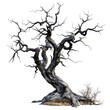 © The - Dead Tree for Halloween Isolated on Transparent or White Background, PNG