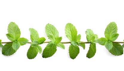 Wall Mural - Fresh Mint Leaves Branch Isolated on White Background