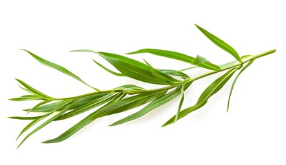 Wall Mural - Fresh Green Tarragon Sprig