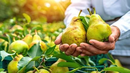 Poster -   A person holds two pears in hands, against a background of green pear field with shining sunlight