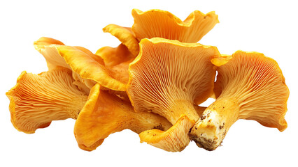 A cluster of chanterelle mushroom with their golden-yellow color and wavy edges, Isolated on transparent background