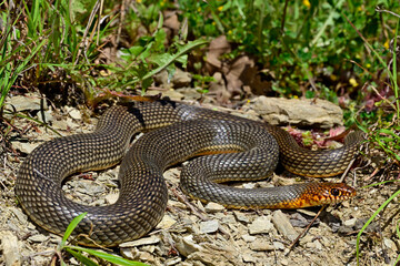 Wall Mural - Caspian whipsnake // Kaspische Pfeilnatter (Dolichophis caspius) - Ropotamo National Park, Bulgaria