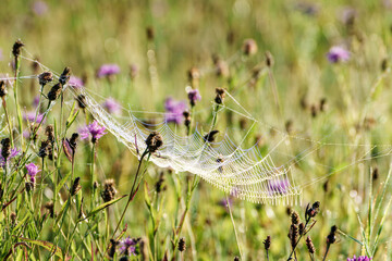 Wall Mural - The dewcovered spider web gracefully stretched among meadow flowers, embracing natures beauty