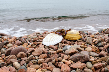 Canvas Print - shells on the beach