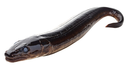 A single raw eel with its dark glossy skin, Isolated on transparent background