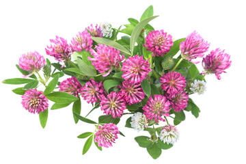 Wall Mural - blooming red clovers isolated on white background. meadow wild plants trifolium pratense.