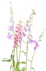 Wall Mural - bellflowers and lupin isolated on white background. wild flowers campanula rapunculoides creeping be