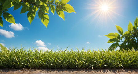 green grass and blue sky