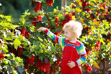 Wall Mural - Little boy picking red currant berry