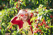 © famveldman - Little girl picking cherry in fruit garden
