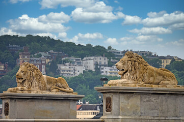 Wall Mural - The lion statues of the Széchenyi Chain bridge in Budapest Hungary