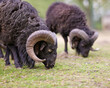 © erwin - Two brown male ouessant sheep graze on meadow