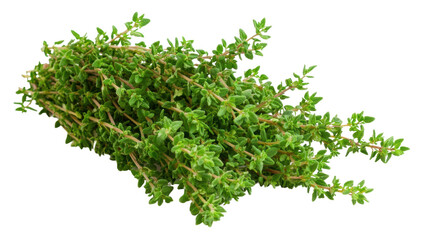 Fresh thyme sprigs, cut out - stock png.