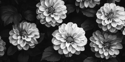 Poster - Bunch of black and white flowers,