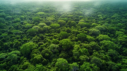 Wall Mural - lush green canopy of an untouched rainforest during misty morning light