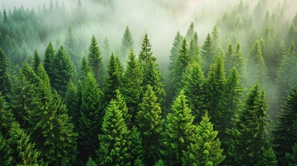Wall Mural - lush evergreen forest shrouded in morning mist at dawn