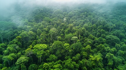 Wall Mural - lush green forest with dense trees and fog during early morning at a tropical location