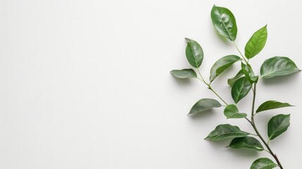 Canvas Print - Clear plant image, white background, empty space