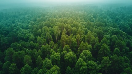 Wall Mural - aerial view of a lush green forest during morning mist