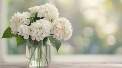 Poster - White Hydrangeas in a Clear Vase on a Soft Blue Surface With Natural Light