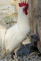 Wall Mural - White chickens refer to a variety of chicken breeds that feature white feathers. These chickens are often raised for different purposes, including meat production, egg-laying, or ornamental reasons.