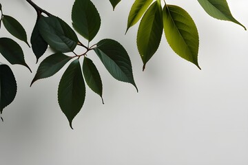 Wall Mural - Green leaves branches on white background. Minimal nature concept. Copy space, empty space. Generative AI