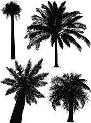 Wall Mural - four palm silhouettes isolated on white