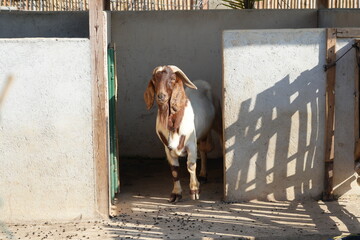 Wall Mural - The Boer goat is a popular breed of meat goat originally developed in South Africa in the early 1900s. Known for its rapid growth, high meat yield, and adaptability to various climates|波爾山羊