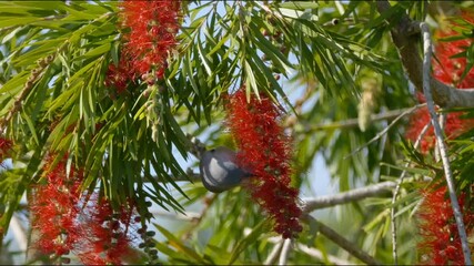 Wall Mural - Gray bird eating insects from flower of Weeping Bottlebrush tree 