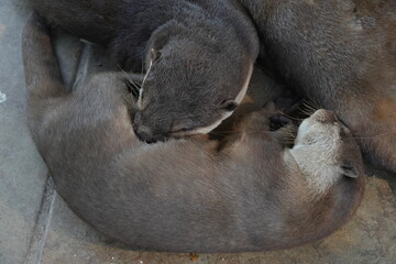 Poster - Lutra nippon, commonly known as the Japanese Otter, is a species of otter native to Japan. It is one of several otter species found in Asia