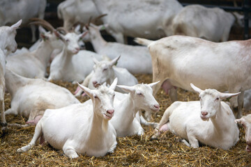 Canvas Print - many white goats in barn of dutch farm